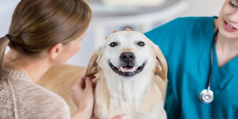Top 4 Pet Insurance Providers For November 2025